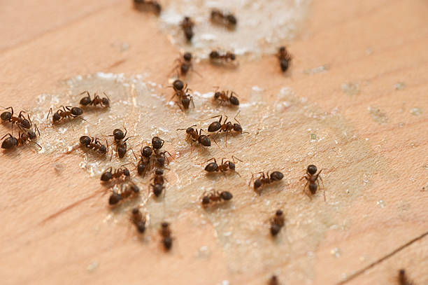 Best Exterminator Services  in Berwyn, PA